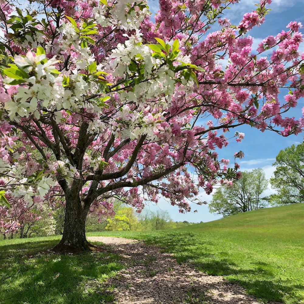 CVMS Bulletin April 2024